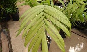 CHAMAEDOREA TEPEJILOTE SINGLE TRUNK, TALL  SHADE-LOVING PINNATE PALM