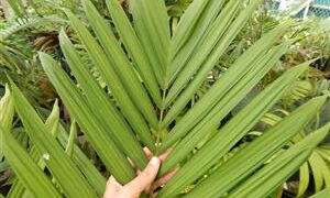 CHAMAEDOREA WOODSONIANA TALL, THICK TRUNK, BEAUTIFUL GREEN PINNATE PALM