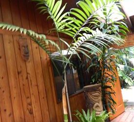 CHAMAEDOREA WOODSONIANA TALL, THICK TRUNK, BEAUTIFUL GREEN PINNATE PALM