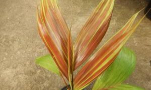 CHAMBEYRONIA HOOKERI THE BLONDE FLAME THROWER PALM