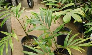 CHAMBEYRONIA MACROCARPA THE FLAME THROWER PALM NEW RED EMERGING LEAF