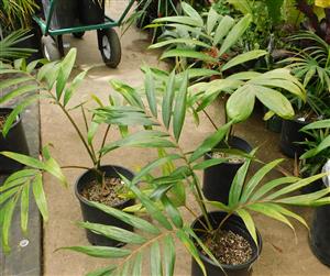 CHAMBEYRONIA MACROCARPA THE FLAME THROWER PALM NEW RED EMERGING LEAF
