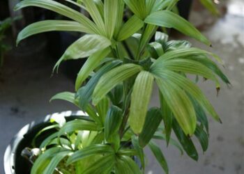 CHUNIOPHOENIX NANA A RARE DWARF SUCKERING FAN PALM FROM ASIA