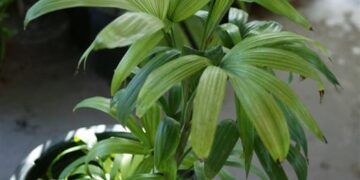 CHUNIOPHOENIX NANA A RARE DWARF SUCKERING FAN PALM FROM ASIA