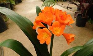 CLIVIA MINIATA