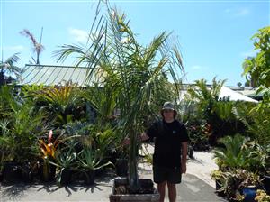 COCONUT QUEEN PALM ABSOLUTELY BEAUTIFUL WHEN MATURE NEAR IMPOSSIBLE TO FIND