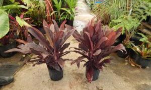 HAWAIIAN TI PLANTS  CORDYLINE FRUITICOSA GREAT COLOR FOR THE GARDEN