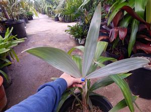 CRYOSOPHILA STAURACANTHA SMALL TO MEDIUM SIZED TROPICAL FAN PALM