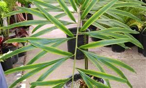 CYCAS BIFIDA AKA CYCAS MULTIFRONDIS