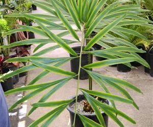 CYCAS BIFIDA AKA CYCAS MULTIFRONDIS