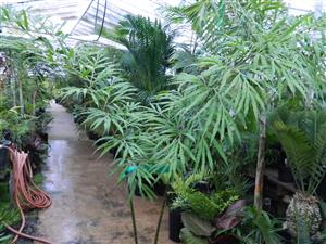 CYCAS DEBAOENSIS SUPER RARE, MULTIPINNATE, SMALL CAUDEX, LONG LEAVES