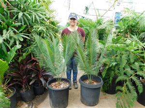 CYCAS PANZHIHUAENSIS RARE GREEN CHINESE CYCAD EXCELLENT COLD HARDINESS