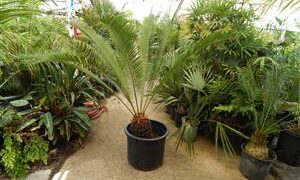 CYCAS TAITUNGENSIS THE EMPEROR CYCAD