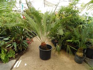 CYCAS TAITUNGENSIS THE EMPEROR CYCAD
