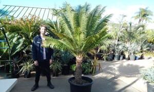 CYCAS THOUARSII EASY TO GROW GREEN CYCAD WITH LUSH APPEARANCE