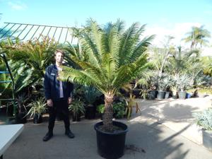 CYCAS THOUARSII EASY TO GROW GREEN CYCAD WITH LUSH APPEARANCE