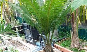 CYCAS THOUARSII