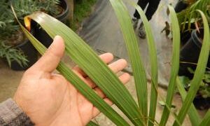 MDICTYOSPERMA ALBU VAR RUBRUM PRINCESS PALM, HURRICANE PALM