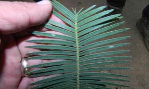 DIOON EDULE VARIETY TAMAULIPAS GLAUCOUS GREEN THIN LEAF MEXICAN CYCAD