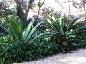 DIOON SPINULOSUM A CUSTOMER FAVORITE CYCAD