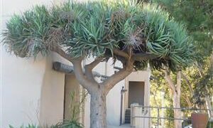 DRACENA DRACO THE DRAGON TREE