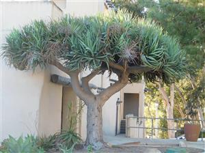 DRACENA DRACO THE DRAGON TREE