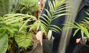 DYPSIS LASTELLIANA THE RED NECK PALM