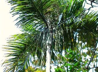 DYPSIS SAINTELUCEI SINGLE TRUNK – WHITE CROWN SHAFT NATIVE TO MADAGASCAR