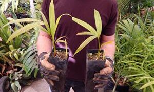 DYPSIS ARENARUM THE SAND PALM