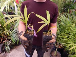 DYPSIS ARENARUM THE SAND PALM