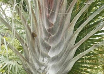 DYPSIS DECARYI THE TRIANGLE PALM