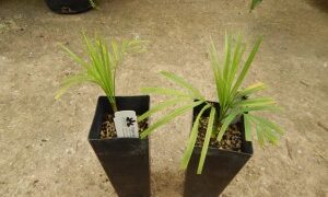 DYPSIS SPECIES BEF SINGLE TRUNK PINNATE PALM FROM MADAGASCAR