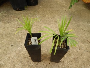 DYPSIS SPECIES BEF SINGLE TRUNK PINNATE PALM FROM MADAGASCAR