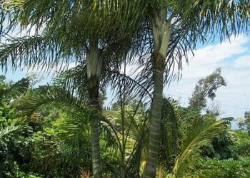 DYPSIS “MAHAJANGA” SINGLE TRUNK OR SUCKERING