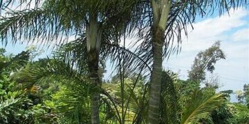 DYPSIS “MAHAJANGA” SINGLE TRUNK OR SUCKERING