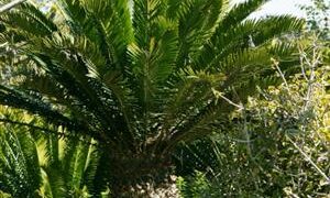 ENCEPHALARTOS ALTENSTEINII LARGER GREEN CYCAD FROM SO AFRICA