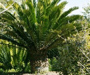 ENCEPHALARTOS ALTENSTEINII LARGER GREEN CYCAD FROM SO AFRICA