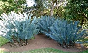 ENCEPHALARTOS LEHMANNII BLUE SOUTH AFRICAN CYCAD FOR SUN