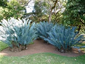 ENCEPHALARTOS LEHMANNII BLUE SOUTH AFRICAN CYCAD FOR SUN