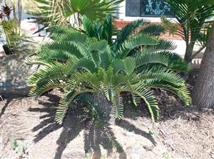ENCEPHALARTOS LONGIFOLIUS – BLUE FORM MEDIUM TO LARGE RARE SOUTH AFRICAN CYCAD