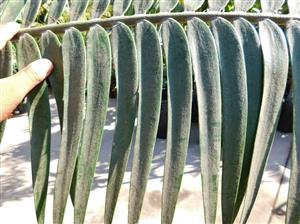 ENCEPHALARTOS PAUCIDENTATUS MEDIUM TO LARGE RARE SOUTH AFRICAN CYCAD