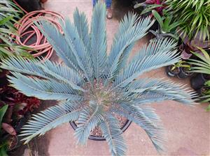 INTERESTING BLUE HYBRID ENCEPHALARTOS ENCEPHALARTOS LONGIFOLIUS X PRINCEPS