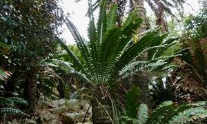 ENCEPHALARTOS TRANSVENOSUS THE MODJADJI CYCAD LARGE SOUTH AFRICAN CYCAD SPECIES