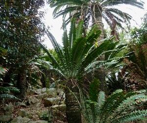 ENCEPHALARTOS TRANSVENOSUS THE MODJADJI CYCAD LARGE SOUTH AFRICAN CYCAD SPECIES