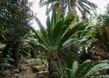ENCEPHALARTOS TRANSVENOSUS LARGE SOUTH AFRICAN CYCAD SPECIES
