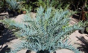 ENCEPHALARTOS TRISPINOSUS BLUE SOUTH AFRICAN CYCAD