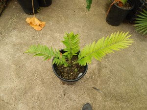 ENCEPHALARTOS AEMULANS GREEN, RARE CYCAD FROM SOUTH AFRICA