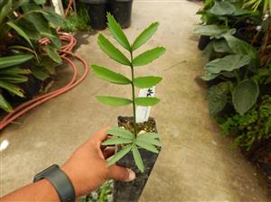 ENCEPHALARTOS ALTENSTEINII LARGER GREEN CYCAD FROM SO AFRICA