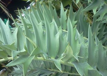 ENCEPHALARTOS ARENARIUS – BLUE & GREEN VARIETIES RARE SOUTH AFRICAN CYCAD