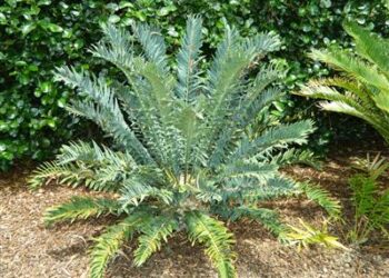ENCEPHALARTOS ARENARIUS – BLUE & GREEN VARIETIES RARE SOUTH AFRICAN CYCAD